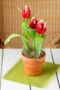 Bicolor red white tulips in a clay pot. Royalty Free Stock Photo