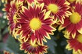 Bicolor red and yellow flower bud. two coloured Chrysanthemum flower in garden close up Royalty Free Stock Photo