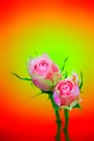 Bicolor roses on colorful gradient backdrop Royalty Free Stock Photo