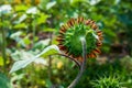 A bicolor sunflower shown from behind Royalty Free Stock Photo