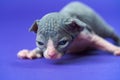 Bicolor two weeks old male cat of Sphynx breed learns to crawl. Studio shot on blue background