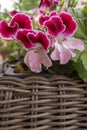Bicolor white-pink angel pelargonium in a wicker basket