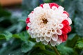 Bicolor white and red dahlia flower after the rain Royalty Free Stock Photo