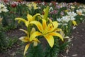 Bicolor yellow and orange spotted lilies in June Royalty Free Stock Photo