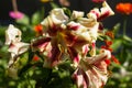 A bicolor yellow-red lily blooming in the garden. Bright summer flower in the garden, background Royalty Free Stock Photo