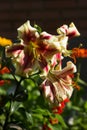 A bicolor yellow-red lily blooming in the garden. Bright summer flower in the garden, background Royalty Free Stock Photo