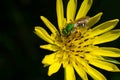 Bicolored Striped Sweat Bee - Agapostemon virescens