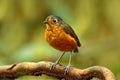 Bicolored antpitta, Grallaria rufocinerea, bird from Colombia. Rare bird in the nature habitat. Antpitta in dark forest in Rio