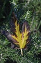 Bi colored autumnal leaf