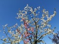 bicolored cherry tree over blue sky Royalty Free Stock Photo