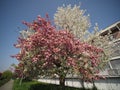 bicolored cherry tree Royalty Free Stock Photo