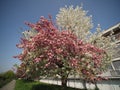 bicolored cherry tree Royalty Free Stock Photo