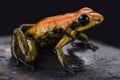 Bicolored dart frog (Phyllobates bicolor) Royalty Free Stock Photo