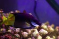 Bicolored foxface rabbitfish - Siganus uspi