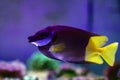 Bicolored foxface rabbitfish - Siganus uspi