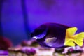 Bicolored foxface rabbitfish - Siganus uspi