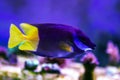 Bicolored foxface rabbitfish - Siganus uspi