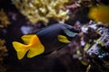 Bicolored foxface Siganus uspi fish underwater in sea