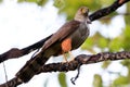 Bicolored Hawk Accipiter bicolor perched on a branch on a dirty and blurred background