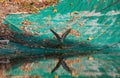 Wildlife: Bicolored Hawk drinks water in artificial water reserve in the Jungle