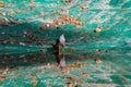 Wildlife: Bicolored Hawk drinks water in artificial water reserve in the Jungle