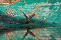 Wildlife: Bicolored Hawk drinks water in artificial water reserve in the Jungle