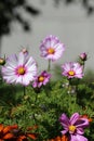 Bicolored White and Pink Cosmos Flowers with a Soft Background during a Sunny Summer Day in Finland
