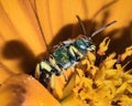 Bicolored metallic green sweat bee (Agapostemon virescens) on orange flower Royalty Free Stock Photo