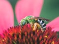 Bicolored Metallic Green Sweat Bee (Agapostemon virescens) on a pink coneflower Royalty Free Stock Photo