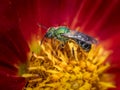 Bicolored green sweat bee (Agapostemon virescens) on red dahlia flower Royalty Free Stock Photo