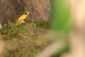 Bicolored poison dart frog Royalty Free Stock Photo