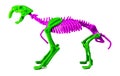 A bicolored smilodon skeleton