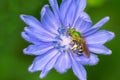 Bicolored Striped Sweat Bee - Agapostemon virescens