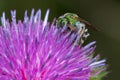 Bicolored Striped Sweat Bee - Agapostemon virescens Royalty Free Stock Photo