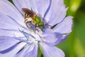 Bicolored Striped Sweat Bee - Agapostemon virescens