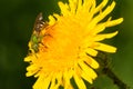 Bicolored Striped Sweat Bee - Agapostemon virescens