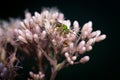 Bicolored Striped-sweat Bee on Spotted Joe Pyeweed