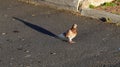Bicolored - White & Brown - Pigeon Walking in a Parking Lot