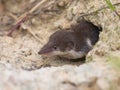 Bicolored White-toothed Shrew