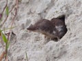 Bicolored White-toothed Shrew