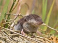 Bicolored White-toothed Shrew