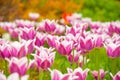 Bicolored white and violet tulips in sunny day fully open