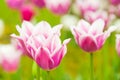Bicolored white and violet tulips in sunny day fully open with green background