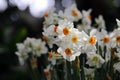 Bicolored White and Yellow Blooming Narcissus / Daffodil Flowers and Green Leaves