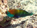 Bicolour parrotfish Royalty Free Stock Photo