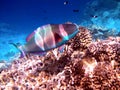 Bicolour parrotfish over bleached corals in Indian Ocean