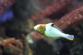 Bicolour parrotfish