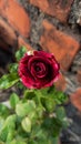 A bicolour red rose