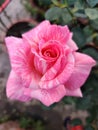 Bicolour rose