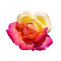 Bicolour rose pink and yellow isolated on white background